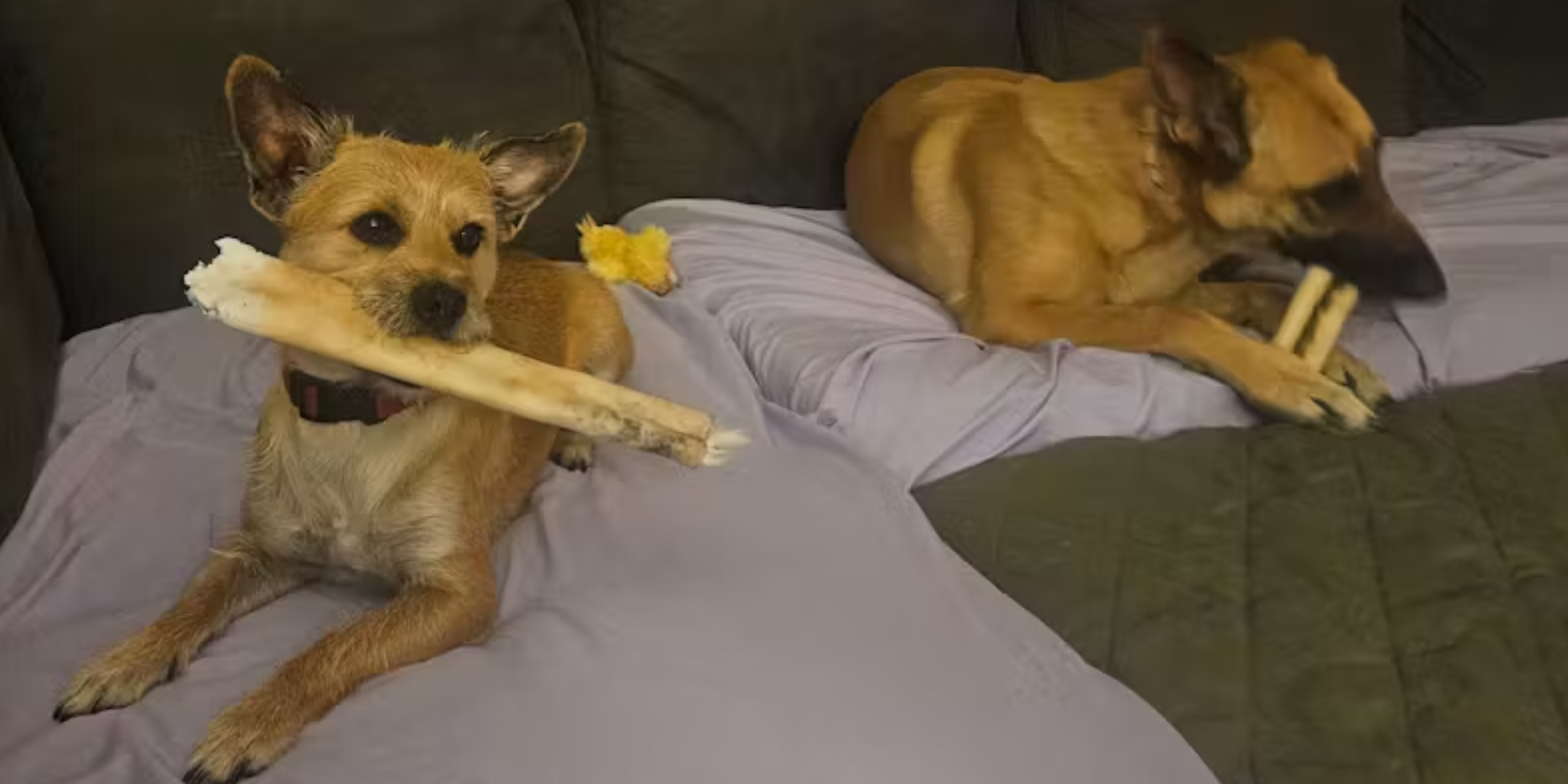 Chew safety 101: when to swap, when to toss