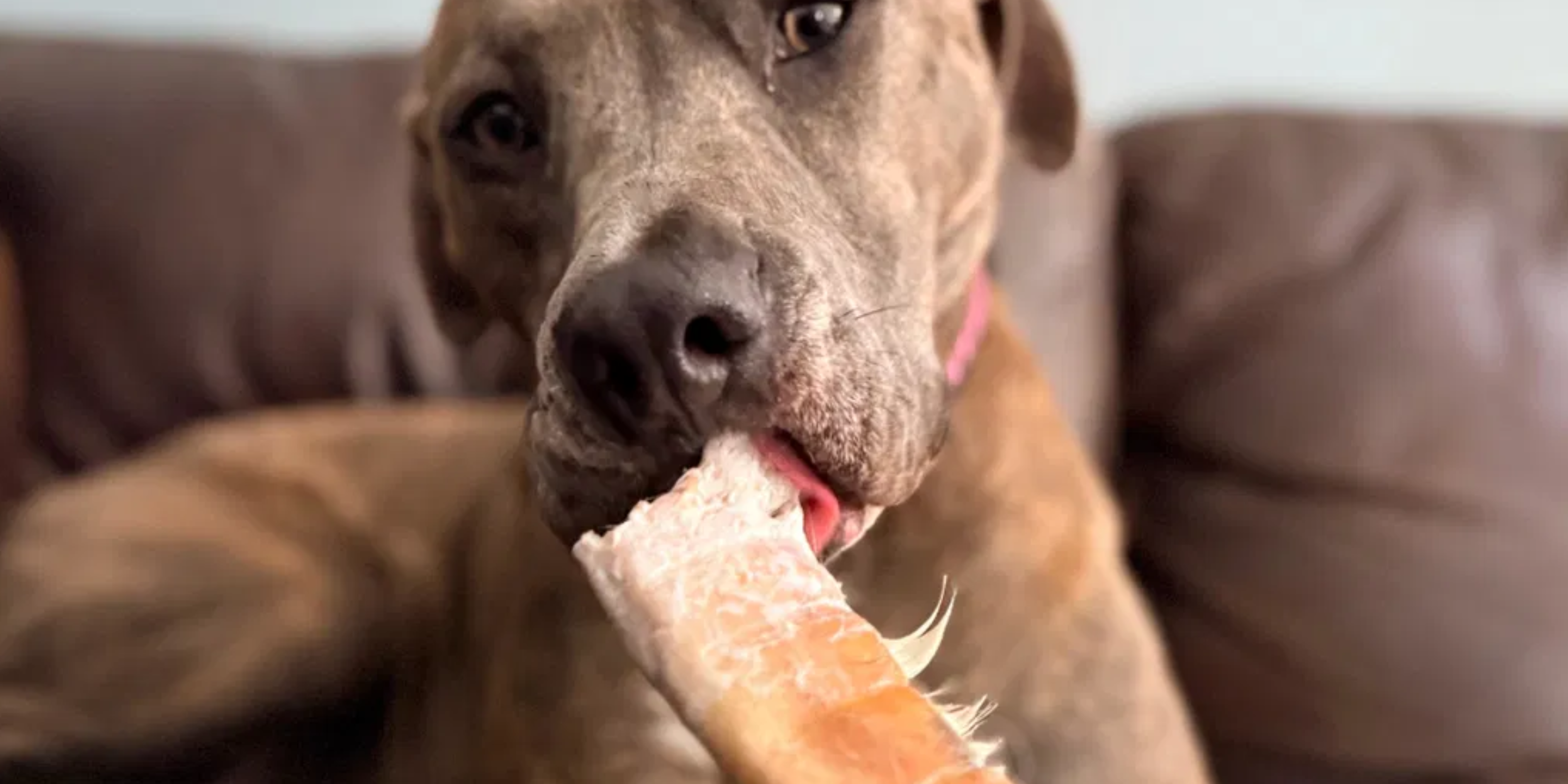Beef Cheek Rolls for Every Breed: How Often Should You Offer Them?
