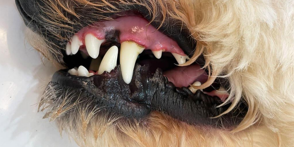 Dog Teeth Loss