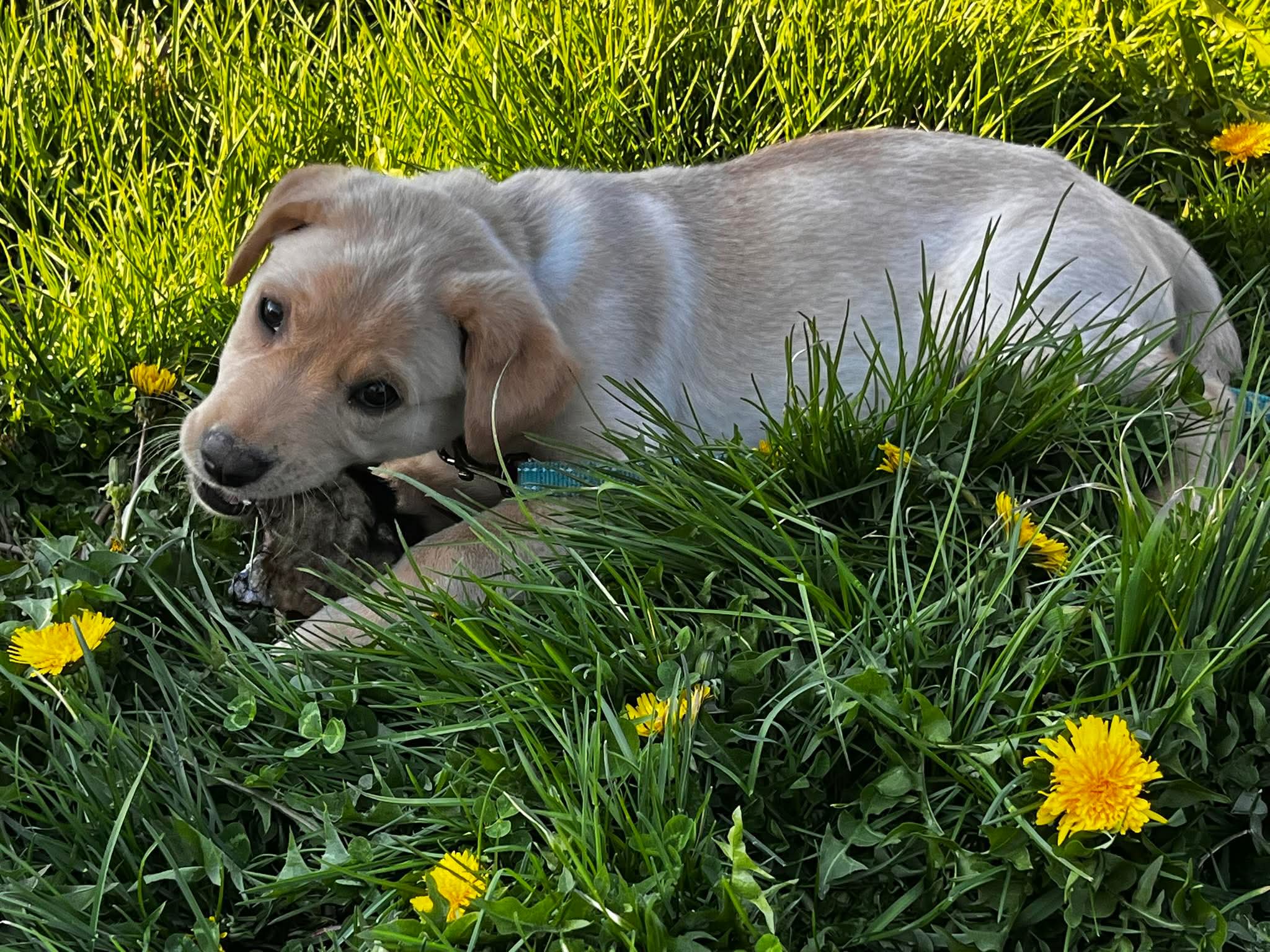 Rawhide vs. natural beef hide: what's actually in your dog's chew