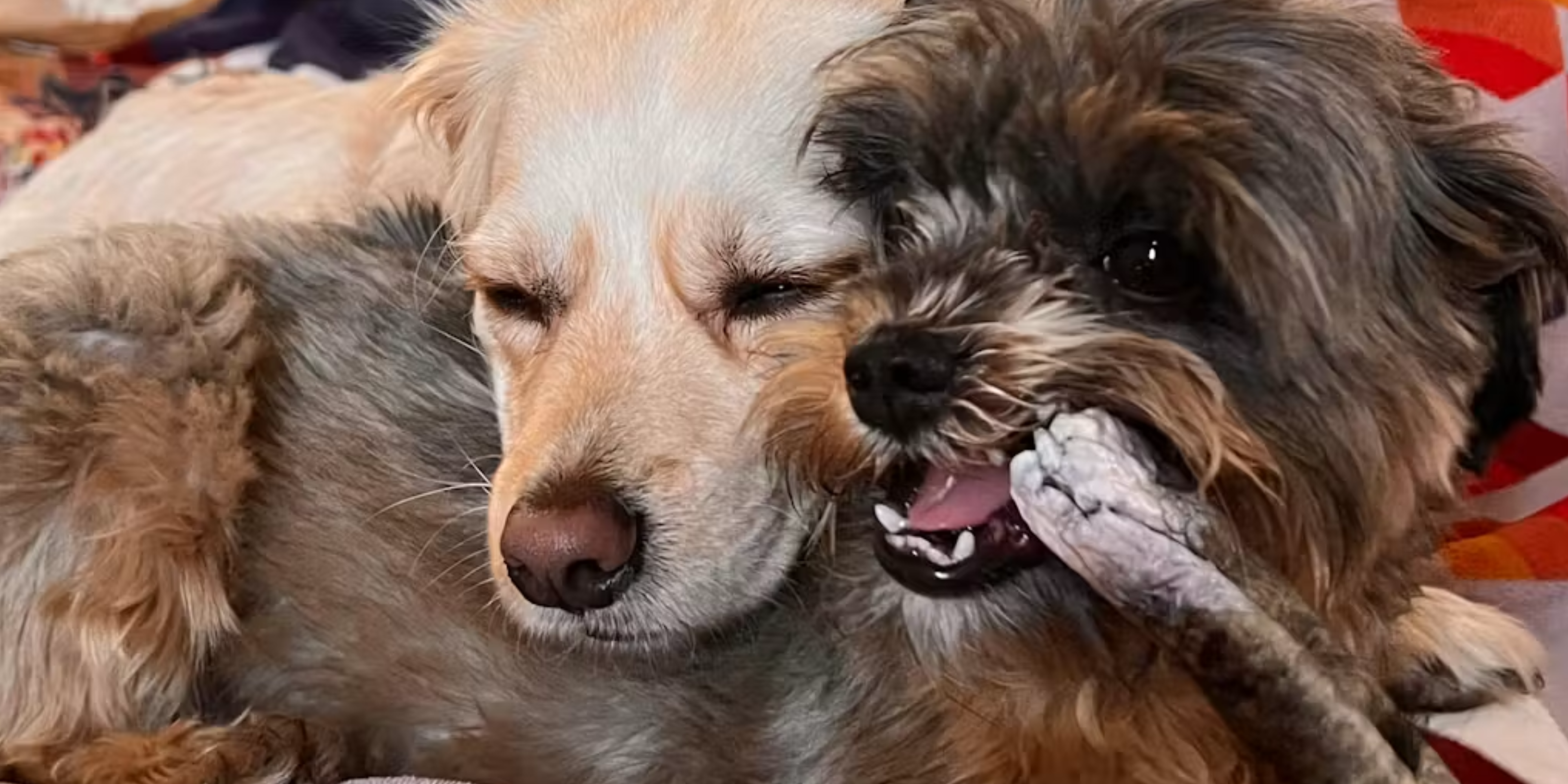 Healthy Treats for Dogs