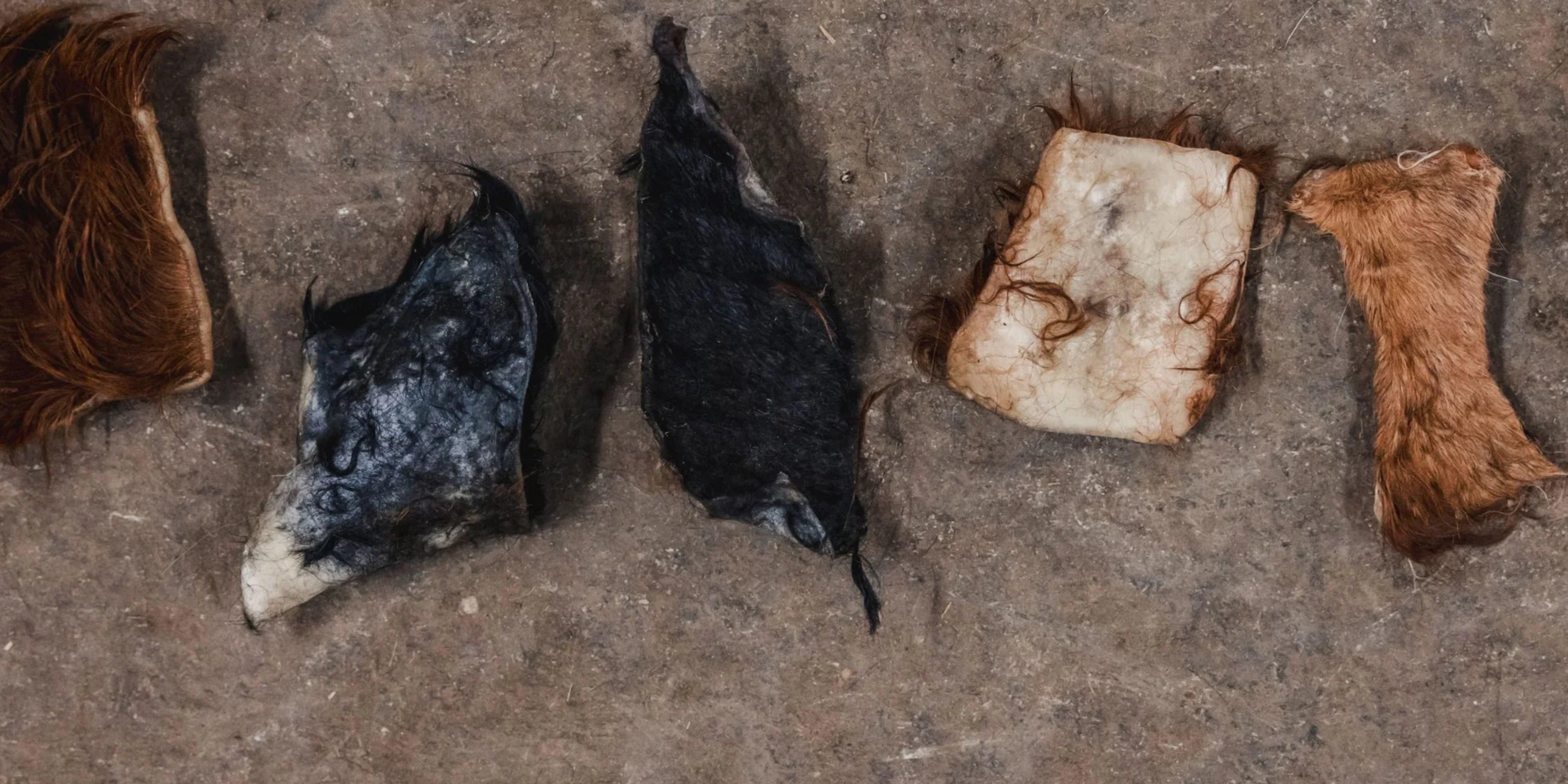 Know are rawhide chips good for dogs