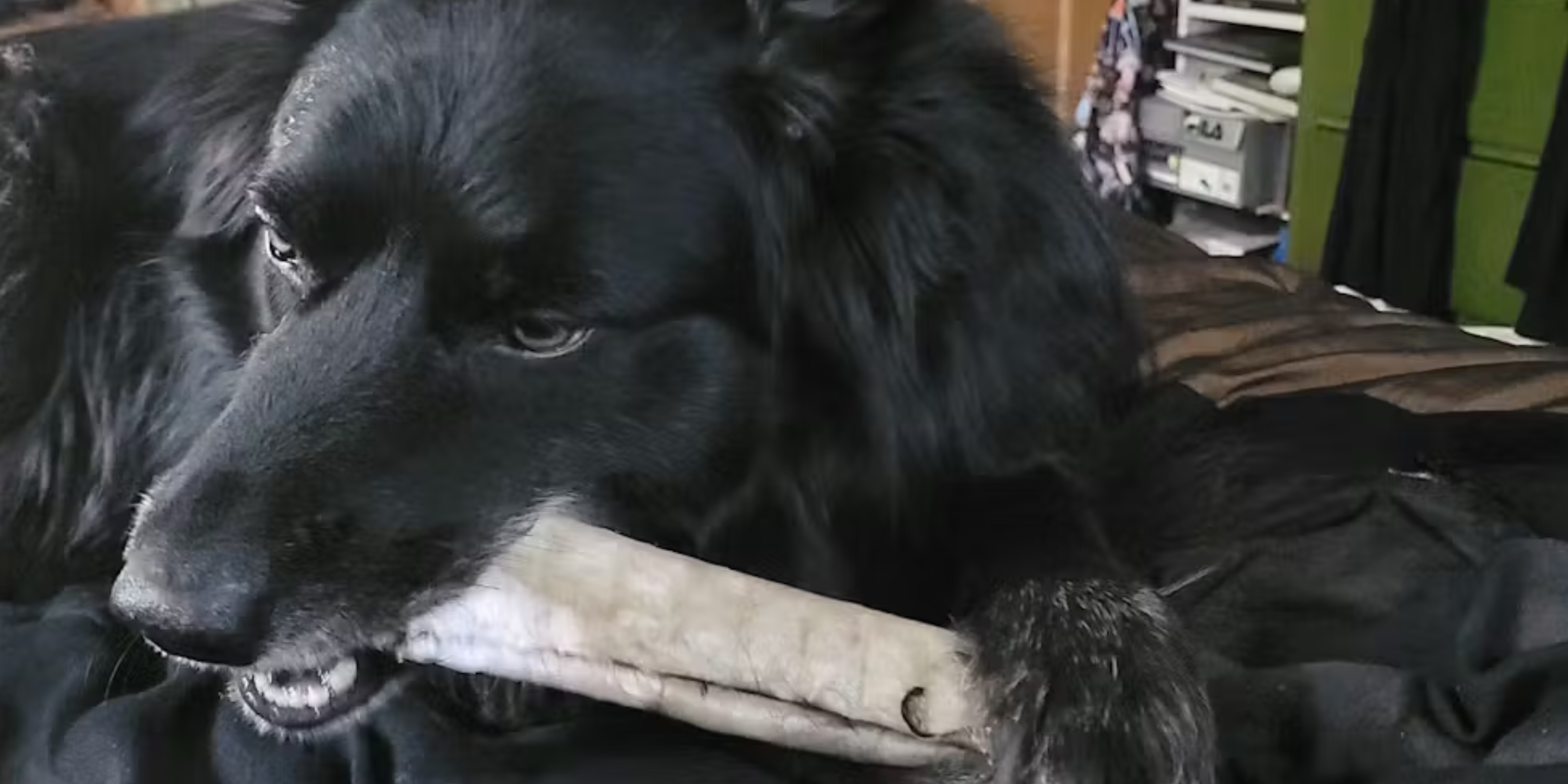 Long-Lasting Dog Chews Guide for Every Breed