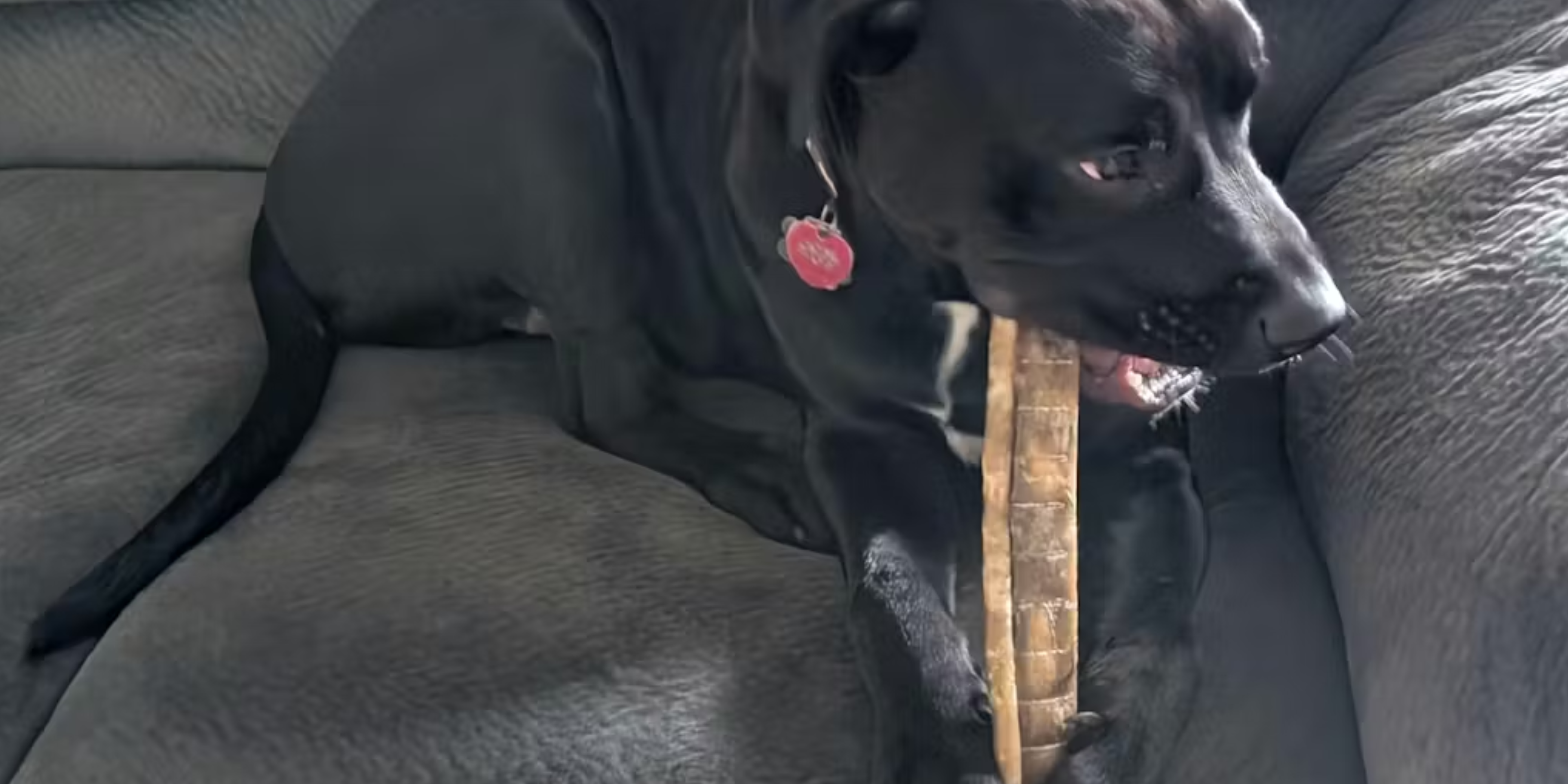 best long lasting dog chews