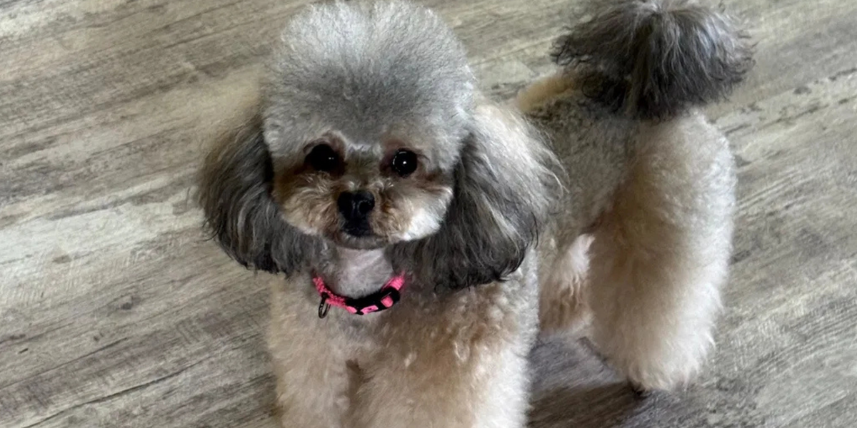 Dog Treats Long Lasting That Fit Every Life Stage