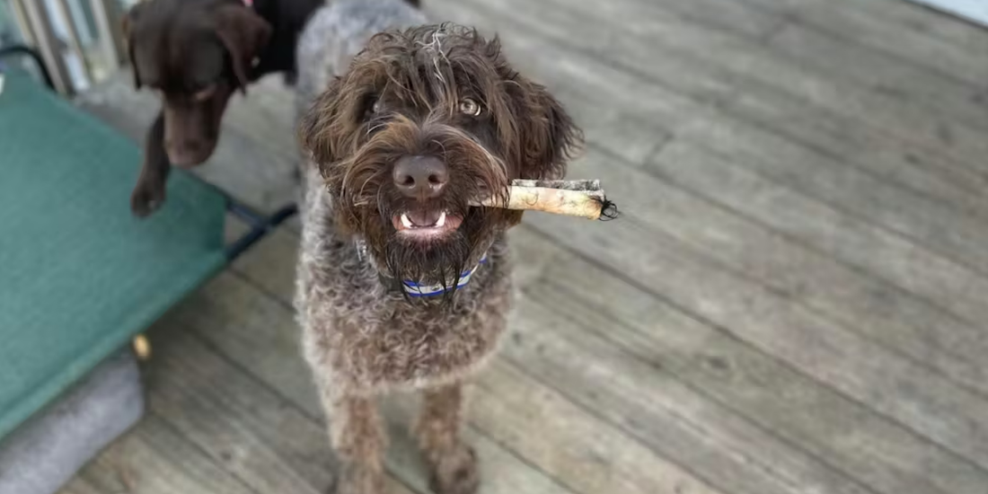 Are Treats Safe for Puppies