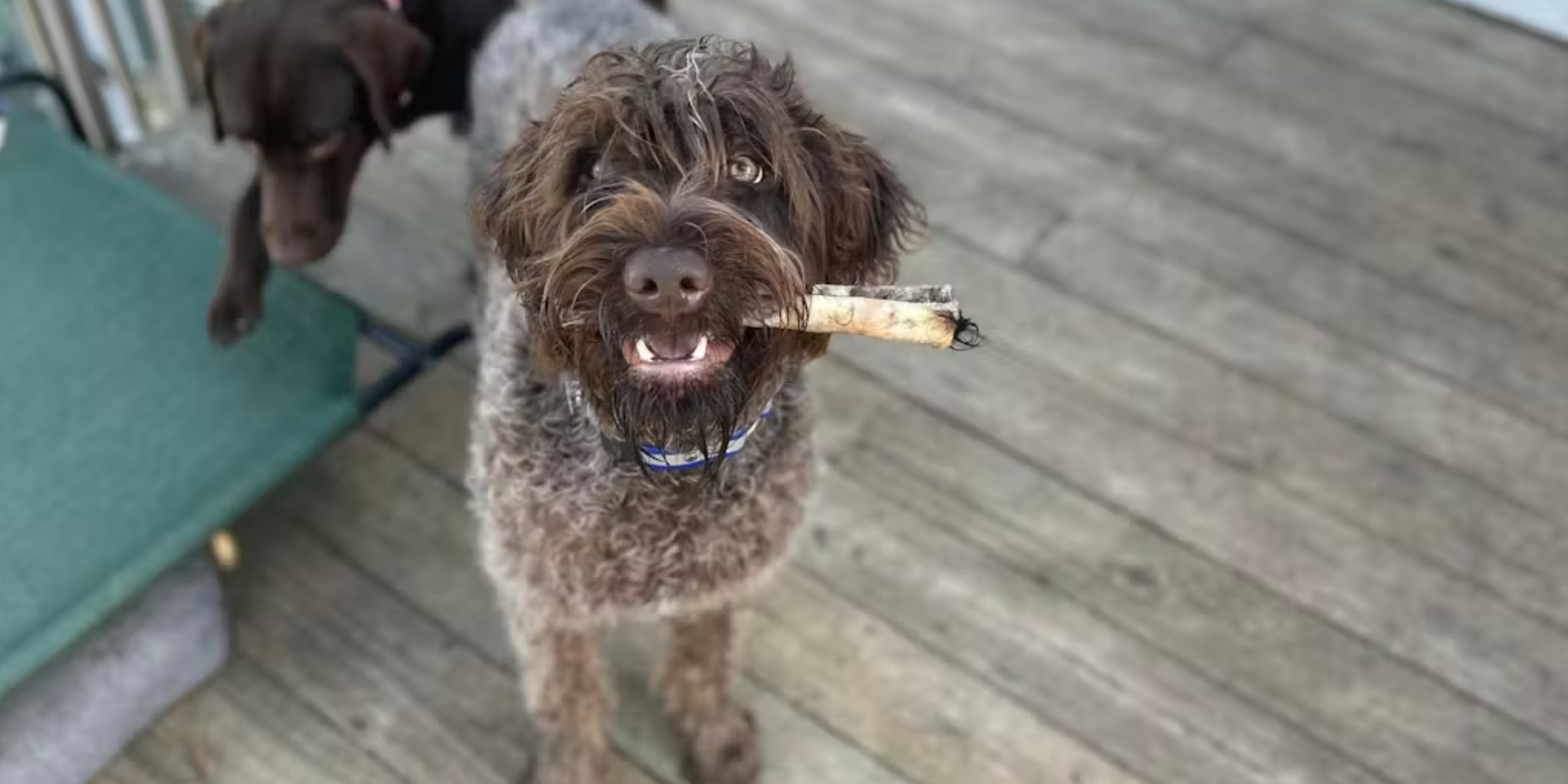 Are Treats Safe for Puppies