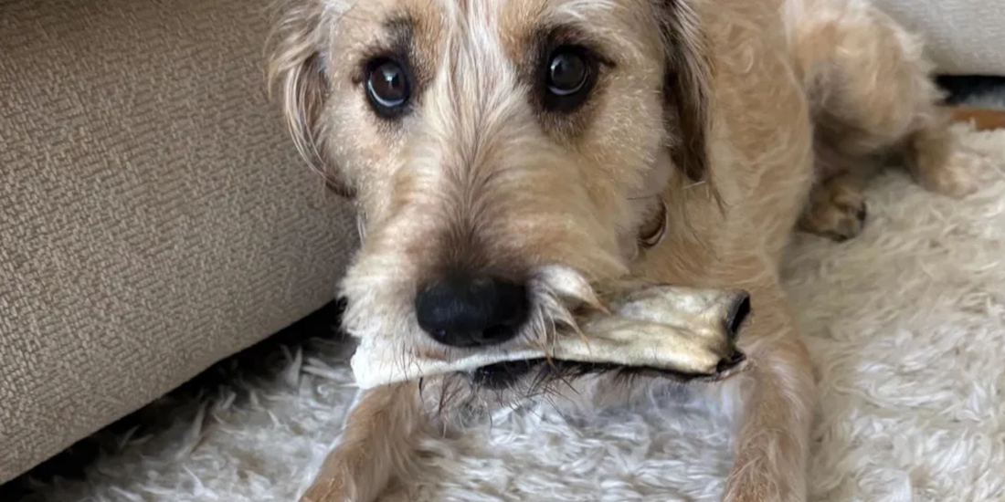 Beef Cheek Dog Chews and Safety