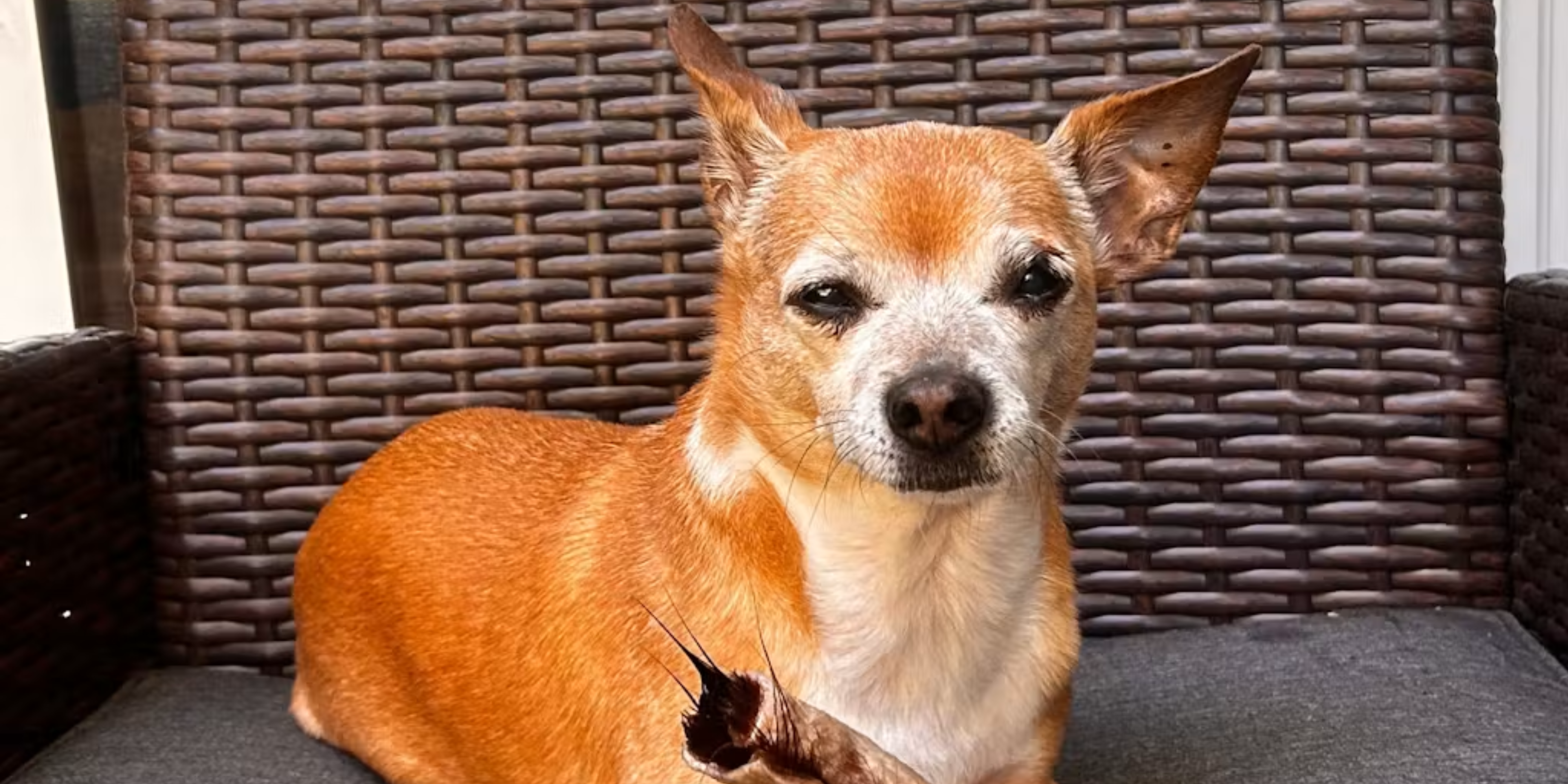 Benefits of Beef Cheeks for Dogs