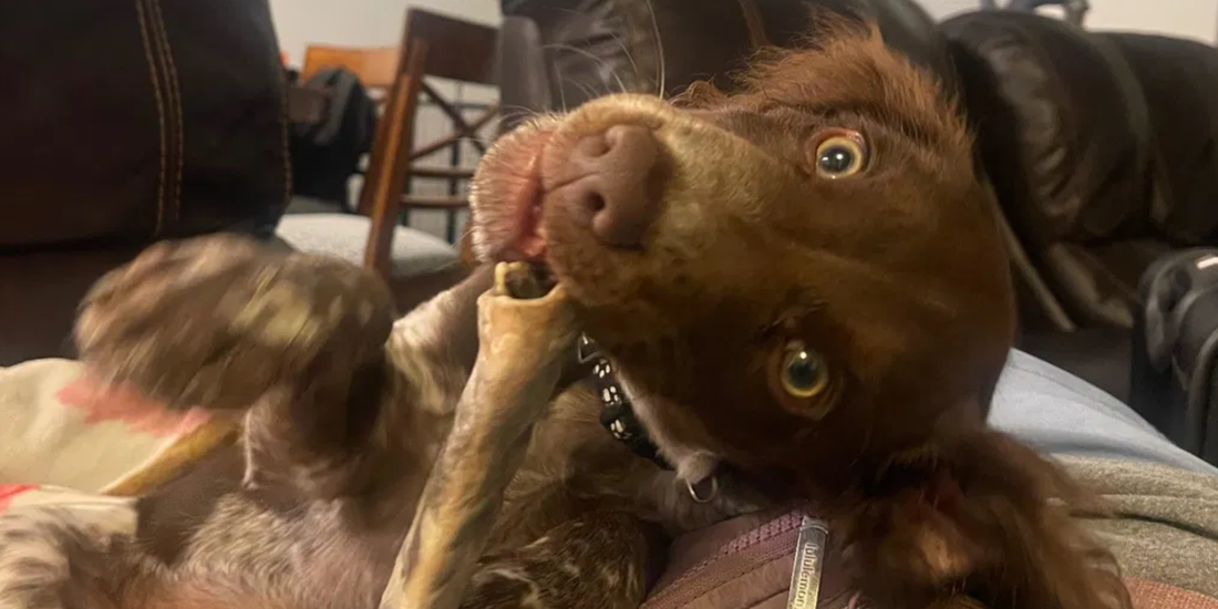 Chicken Feet for Dogs