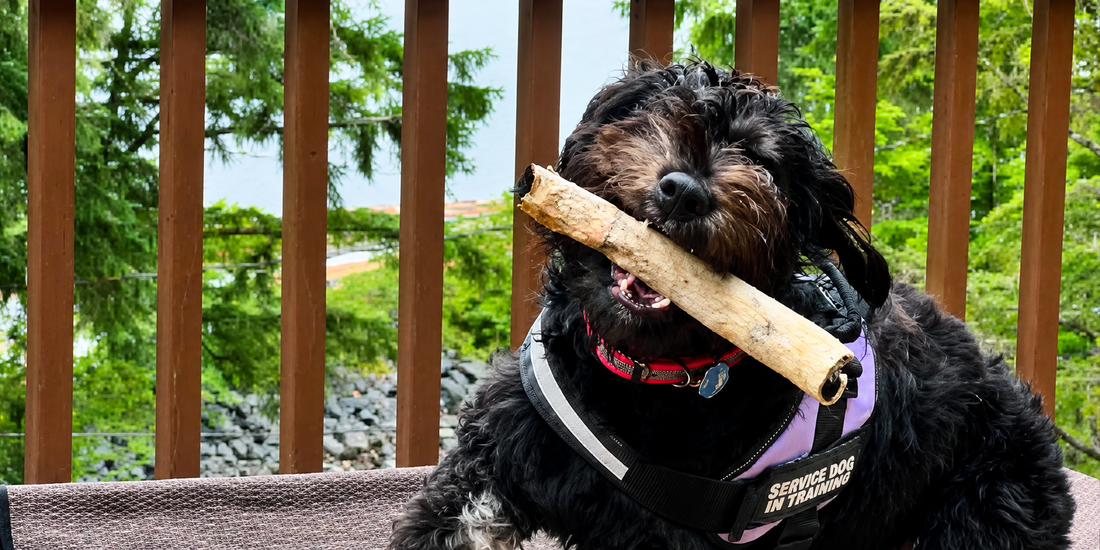 Quality Rawhide Sticks for Dogs