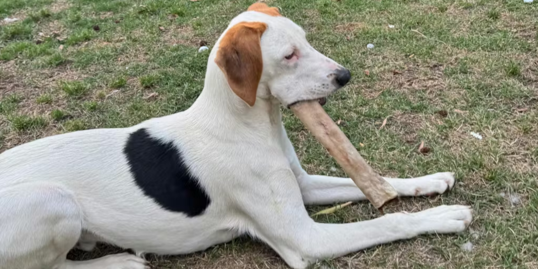 Are Beef Cheek Rolls Safe for Dogs