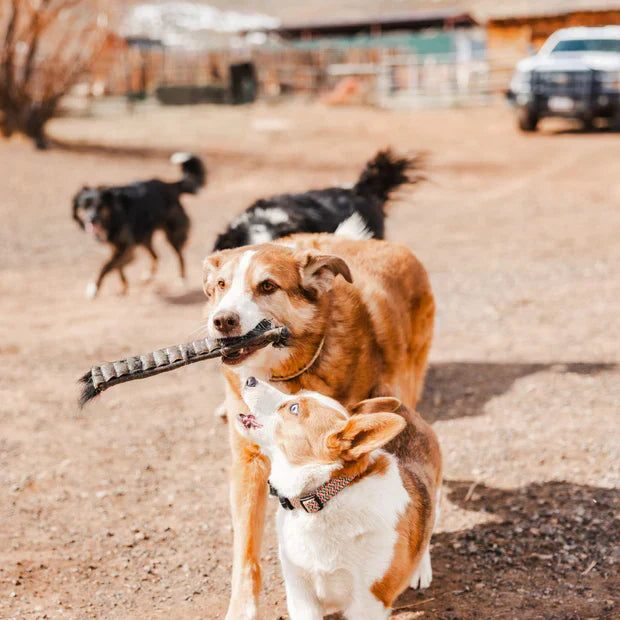 all-natural dog chews