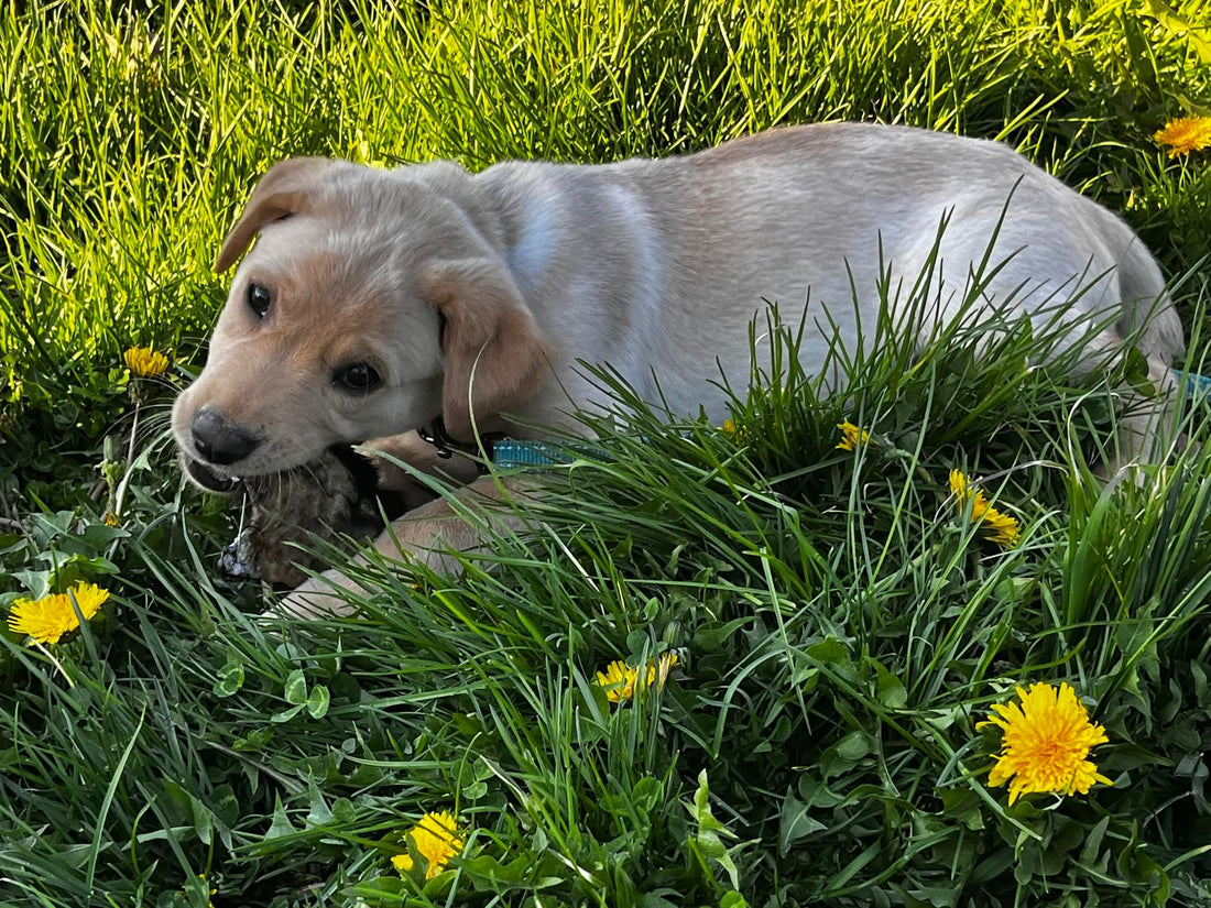 Rawhide vs. natural beef hide: what's actually in your dog's chew