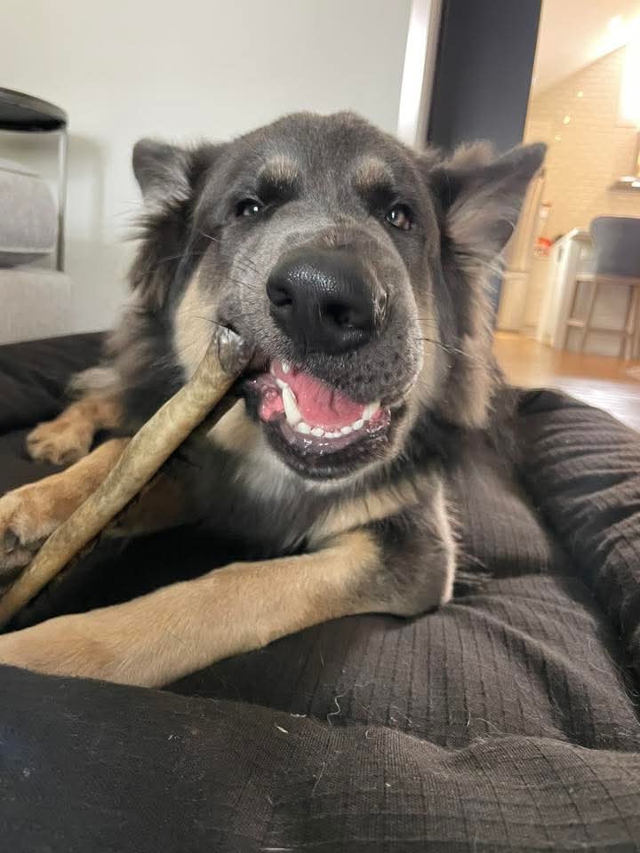 Why we leave the hair on our chews (and your dog's gut will thank you)