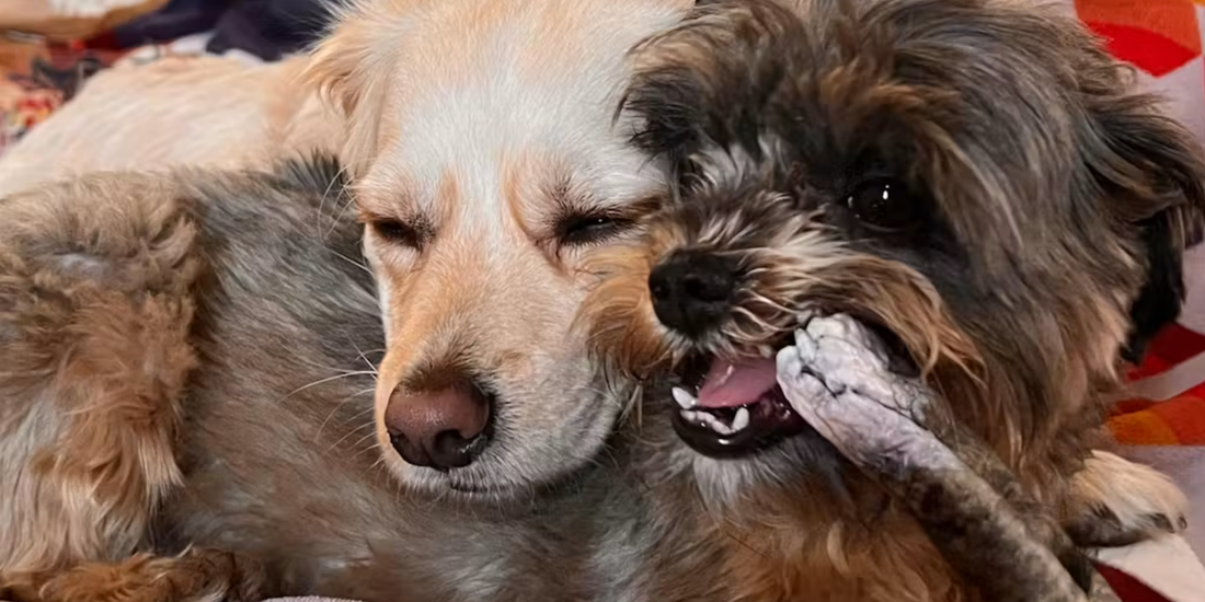 Healthy Treats for Dogs