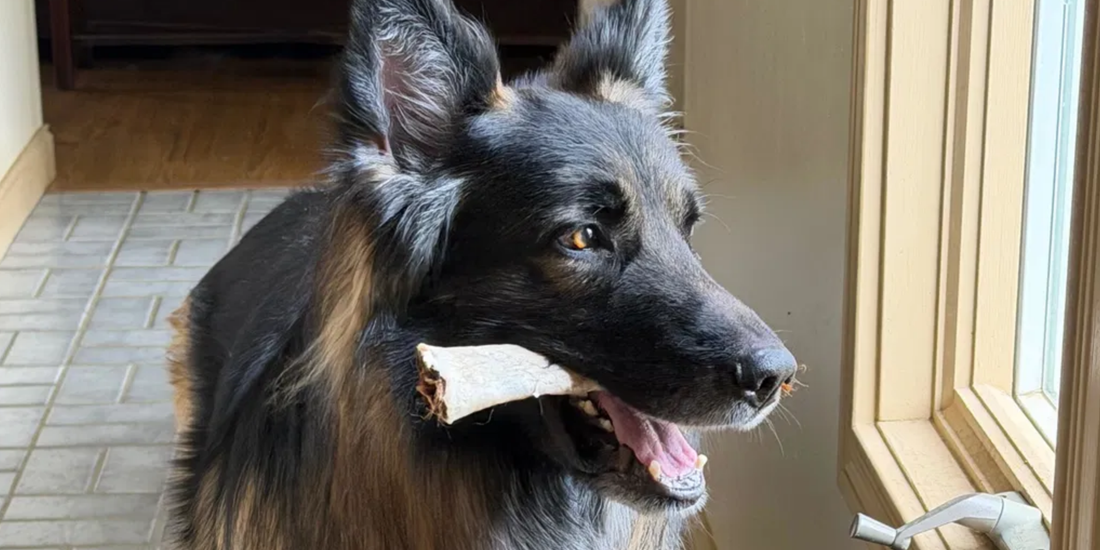 Is Beef Rawhide Safe for Dogs?