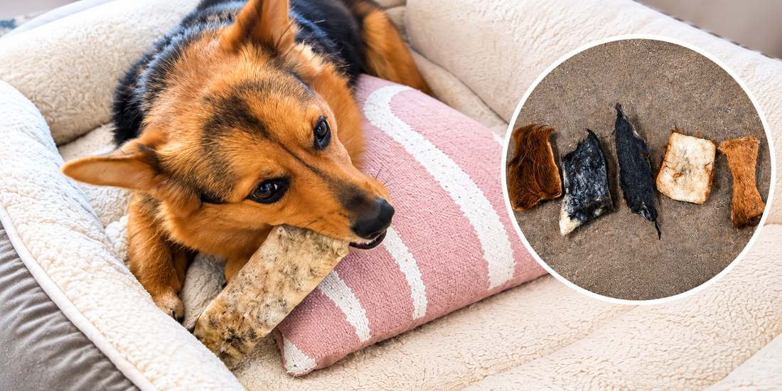 Natural Ingredients in Pet Food: What Should You Look For?