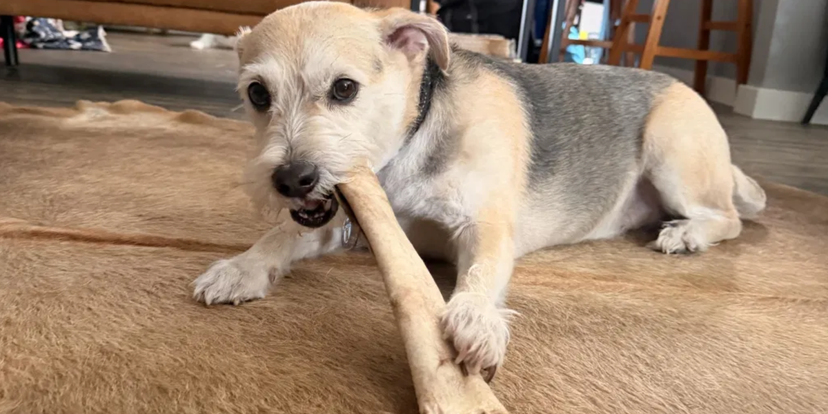 Rawhide Bones for Dogs