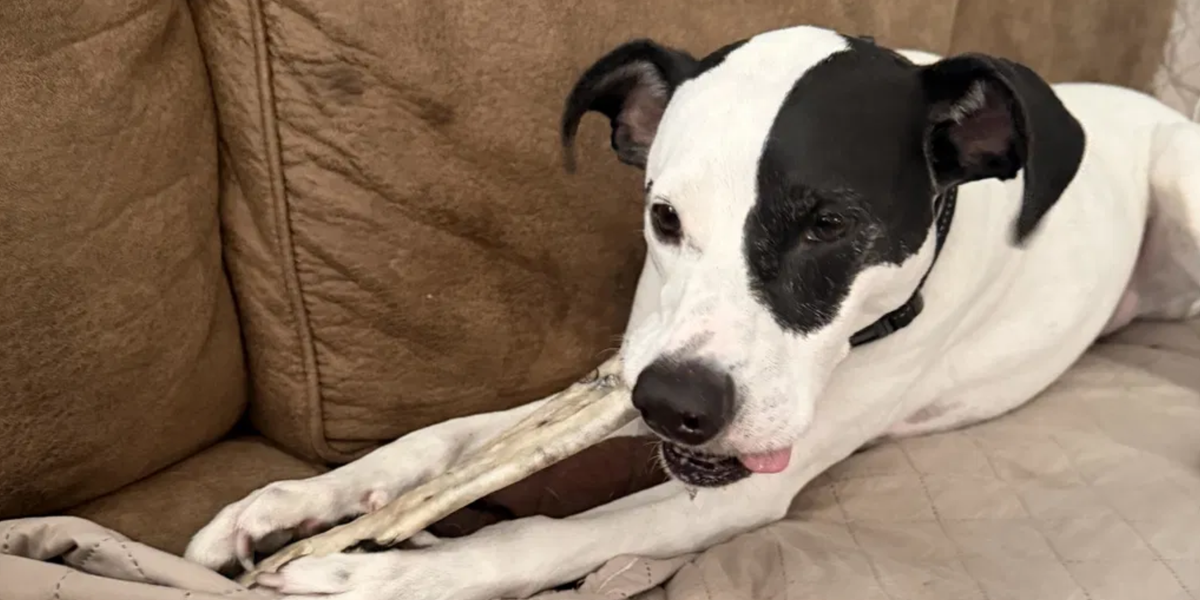 Rawhide for Dogs