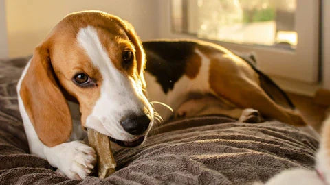 Are Dog Chews Healthy