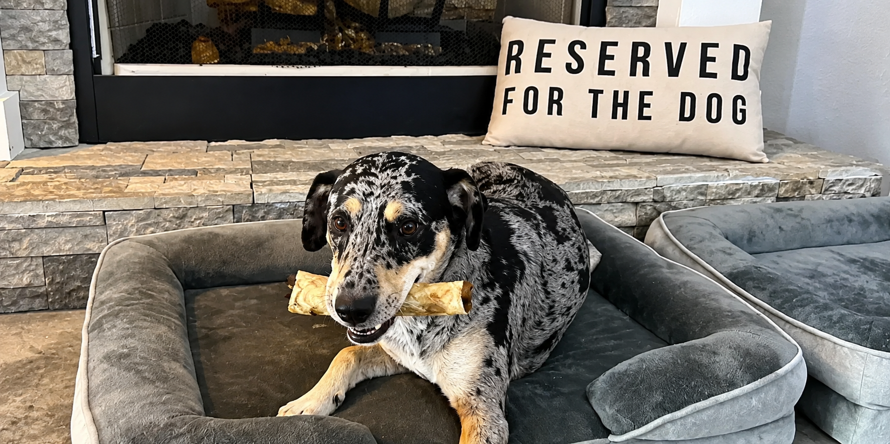 Safe healthy treats for dogs