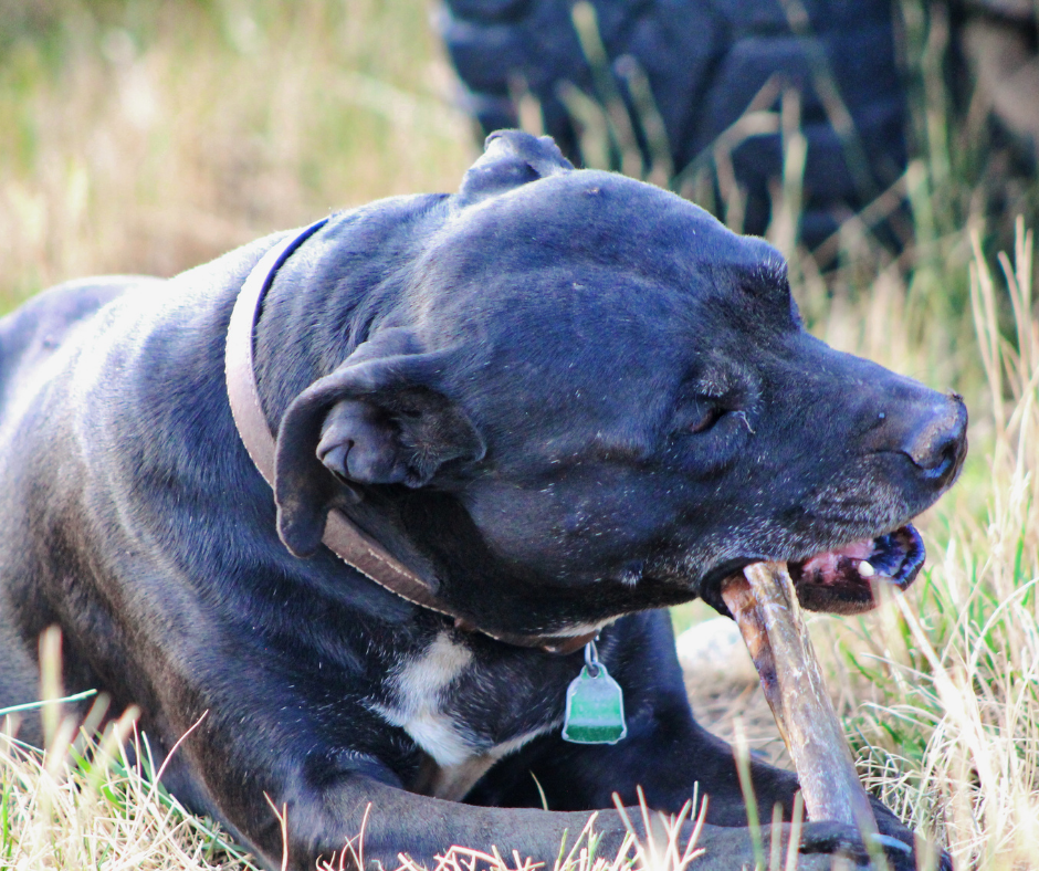 How to pick the right chew size for your dog