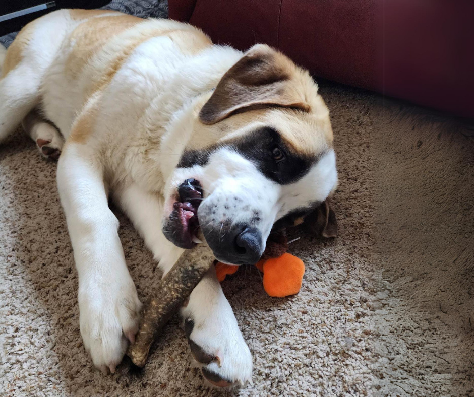 For the dogs that finish chews in 5 minutes