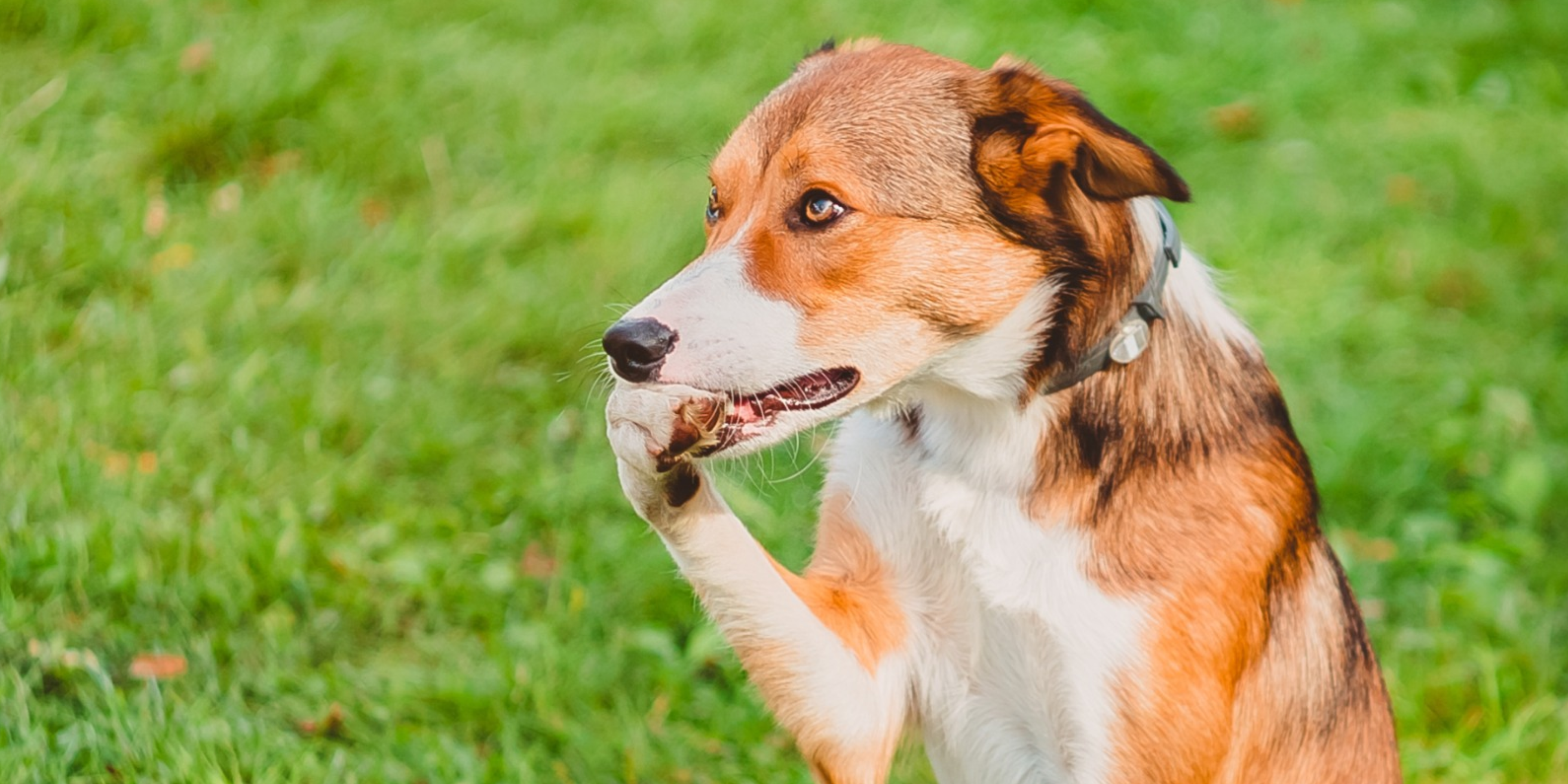 Why Dogs Chew Their Feet