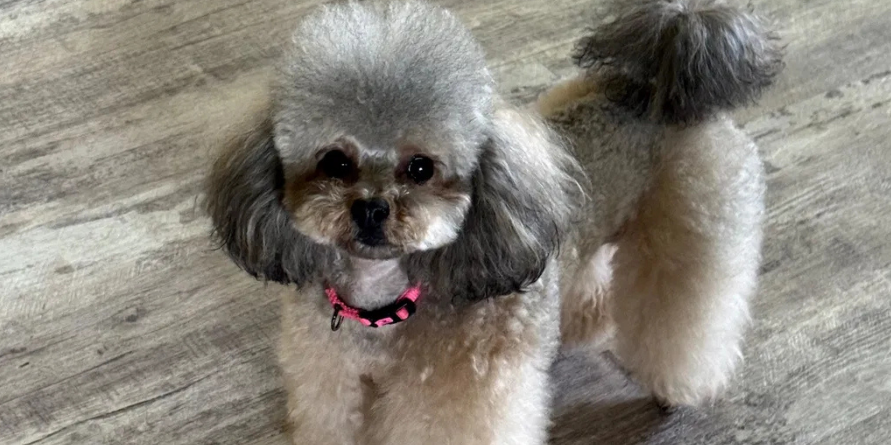 Dog Treats Long Lasting That Fit Every Life Stage