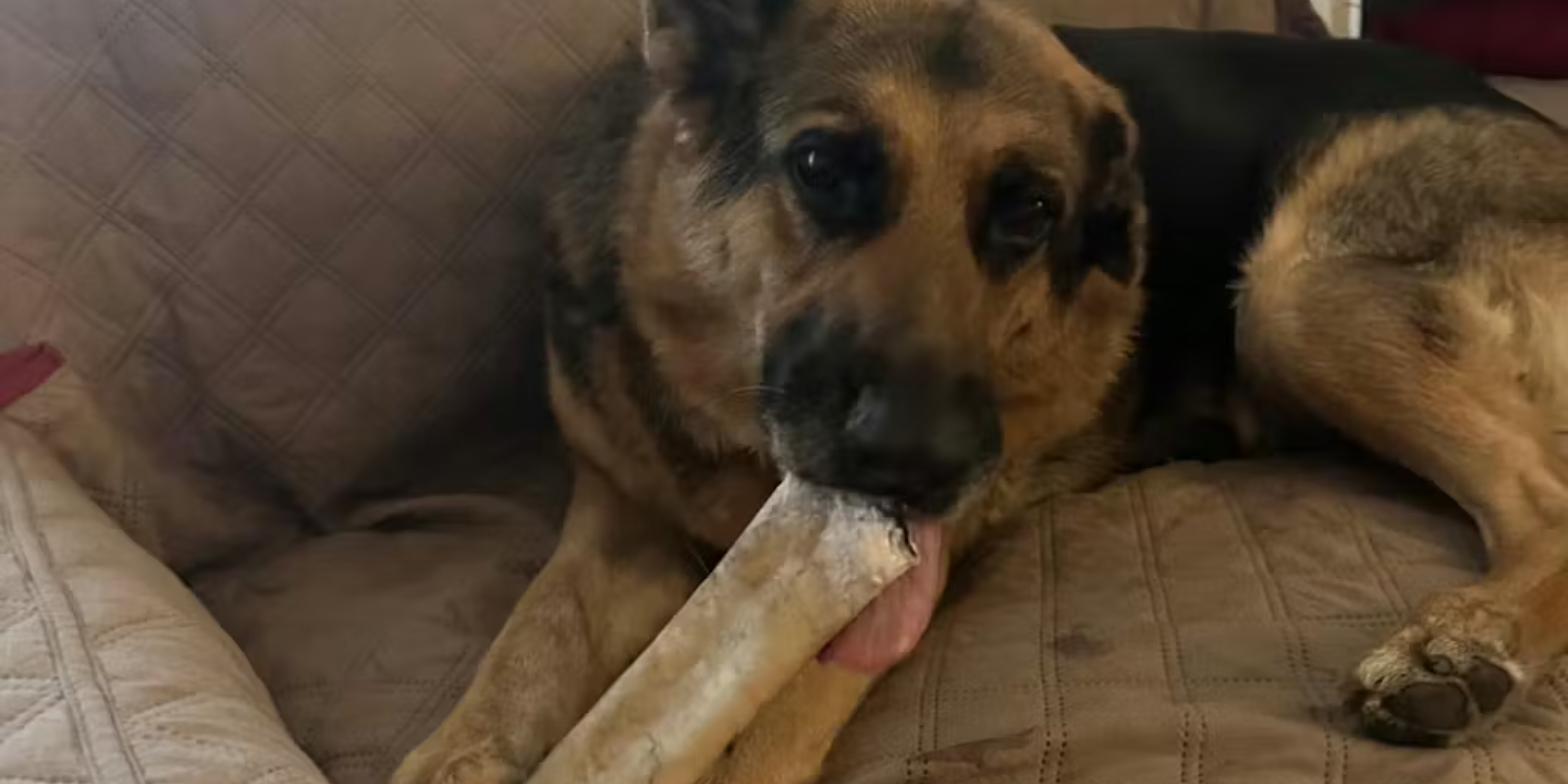 Training Treats for Puppies