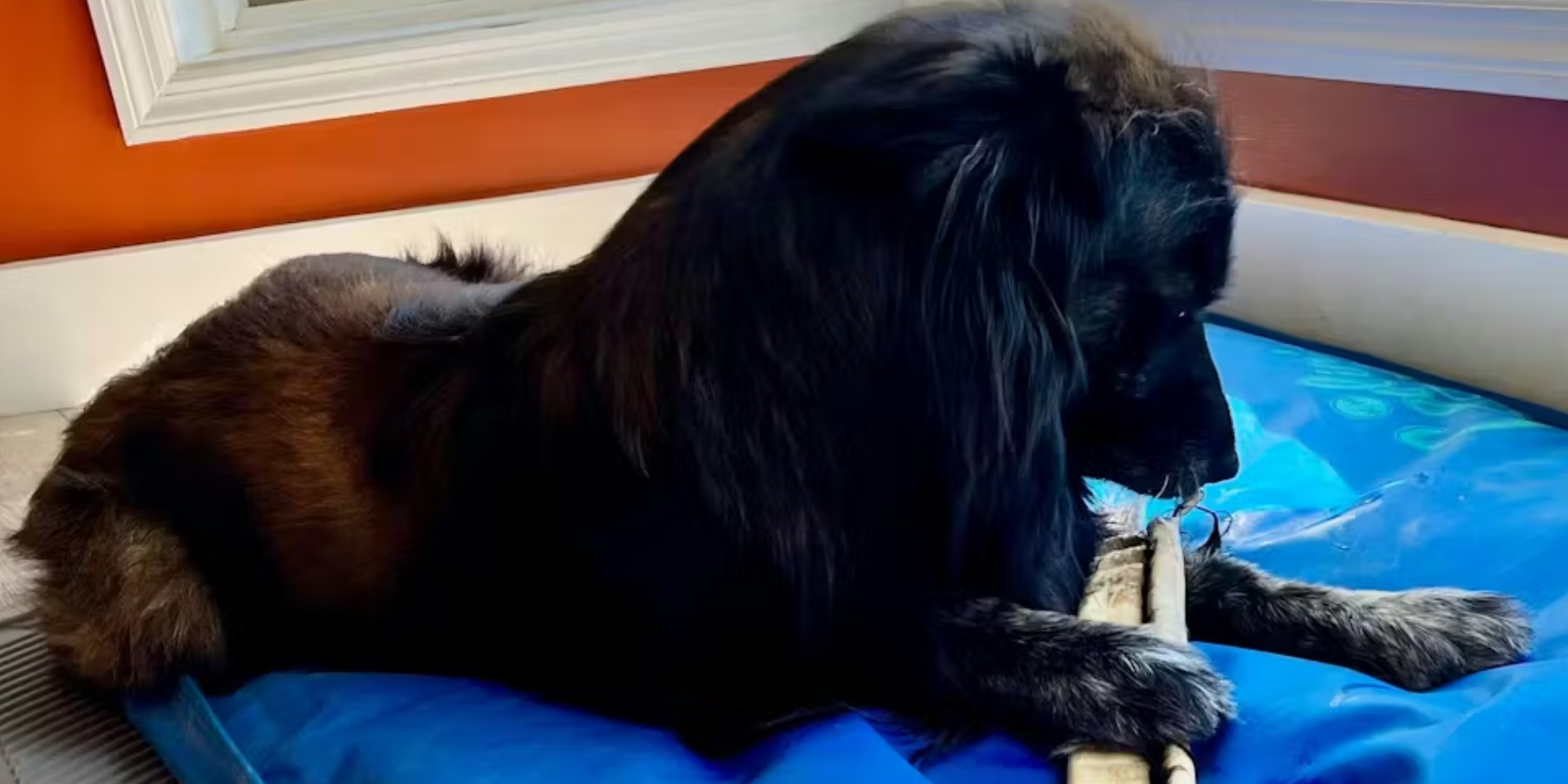 The Cowboy Cut: Extra-Thick Hair-On Hide Roll for Power Chewers