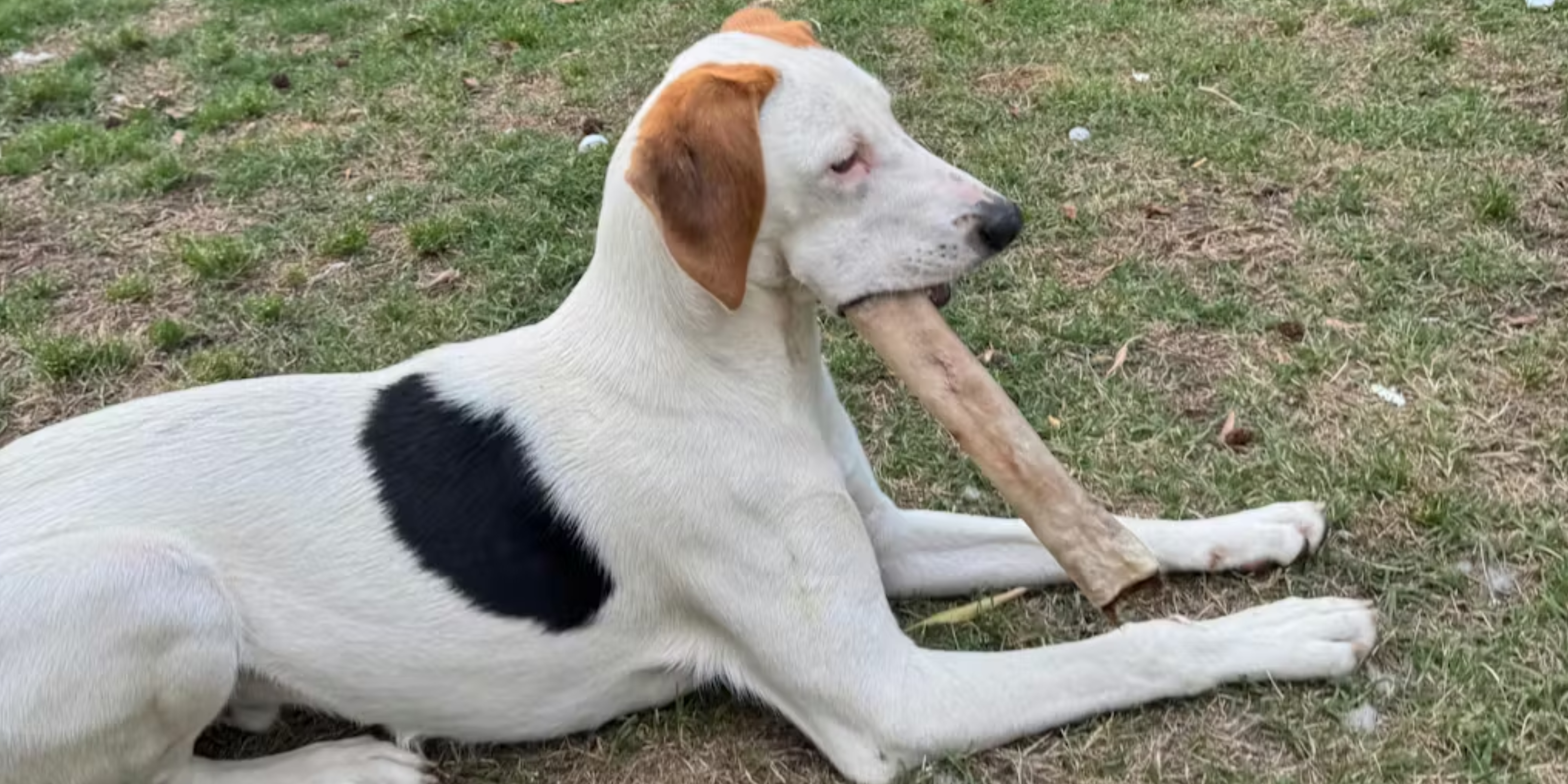 The Cowboy Cut: Extra-Thick Hair-On Hide Roll for Power Chewers