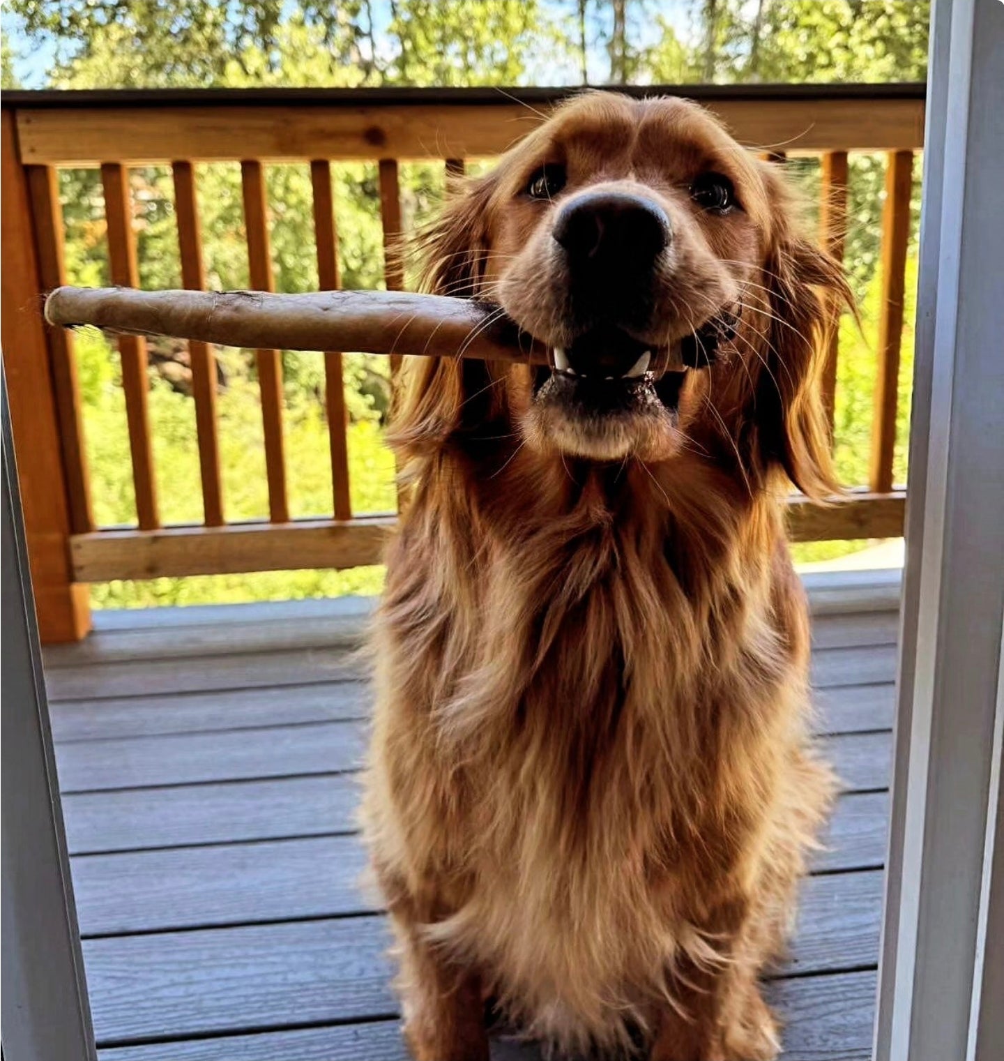 The Cowboy Cut: Extra-Thick Hair-On Hide Roll for Power Chewers