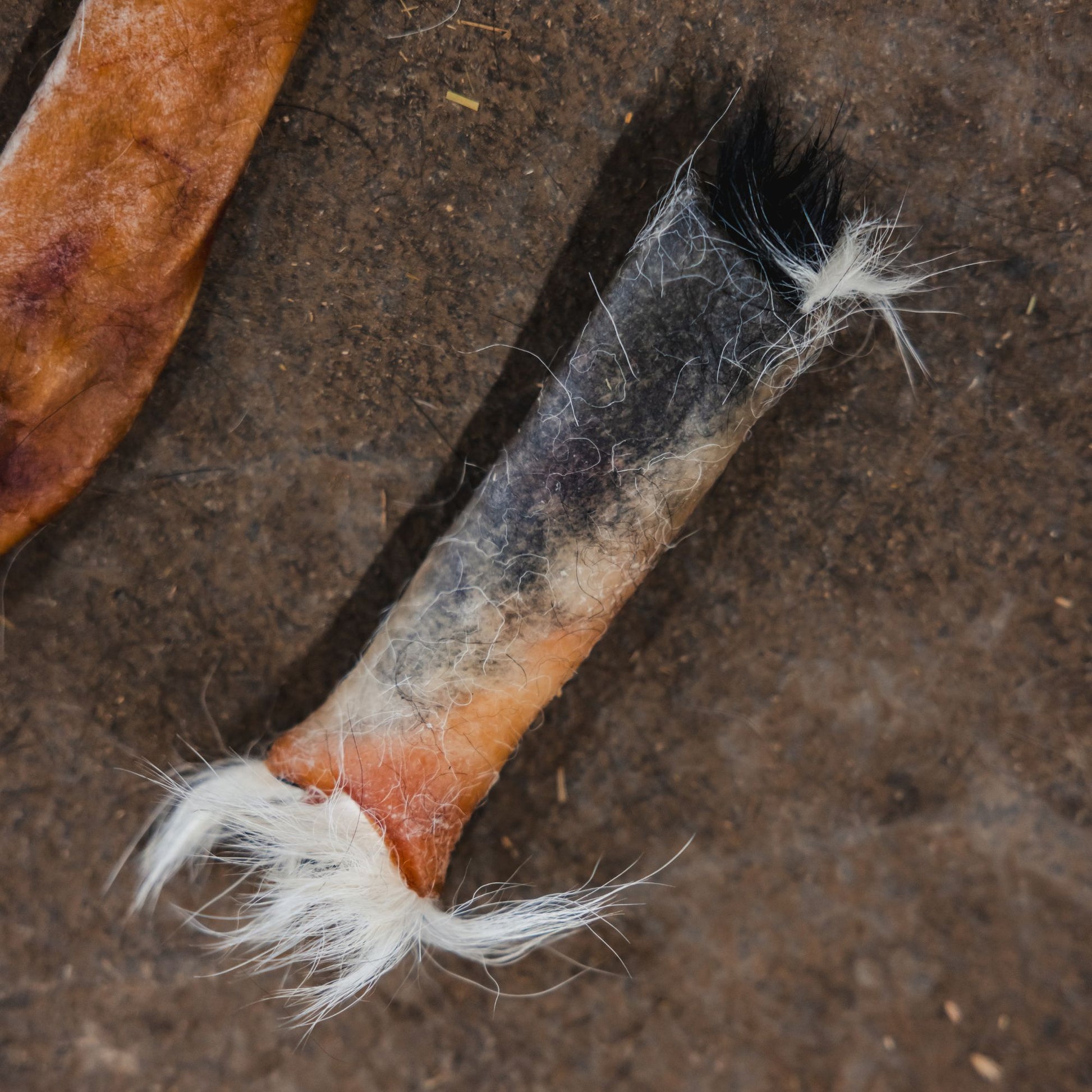 Natural small dog chew made from 100% beef hide