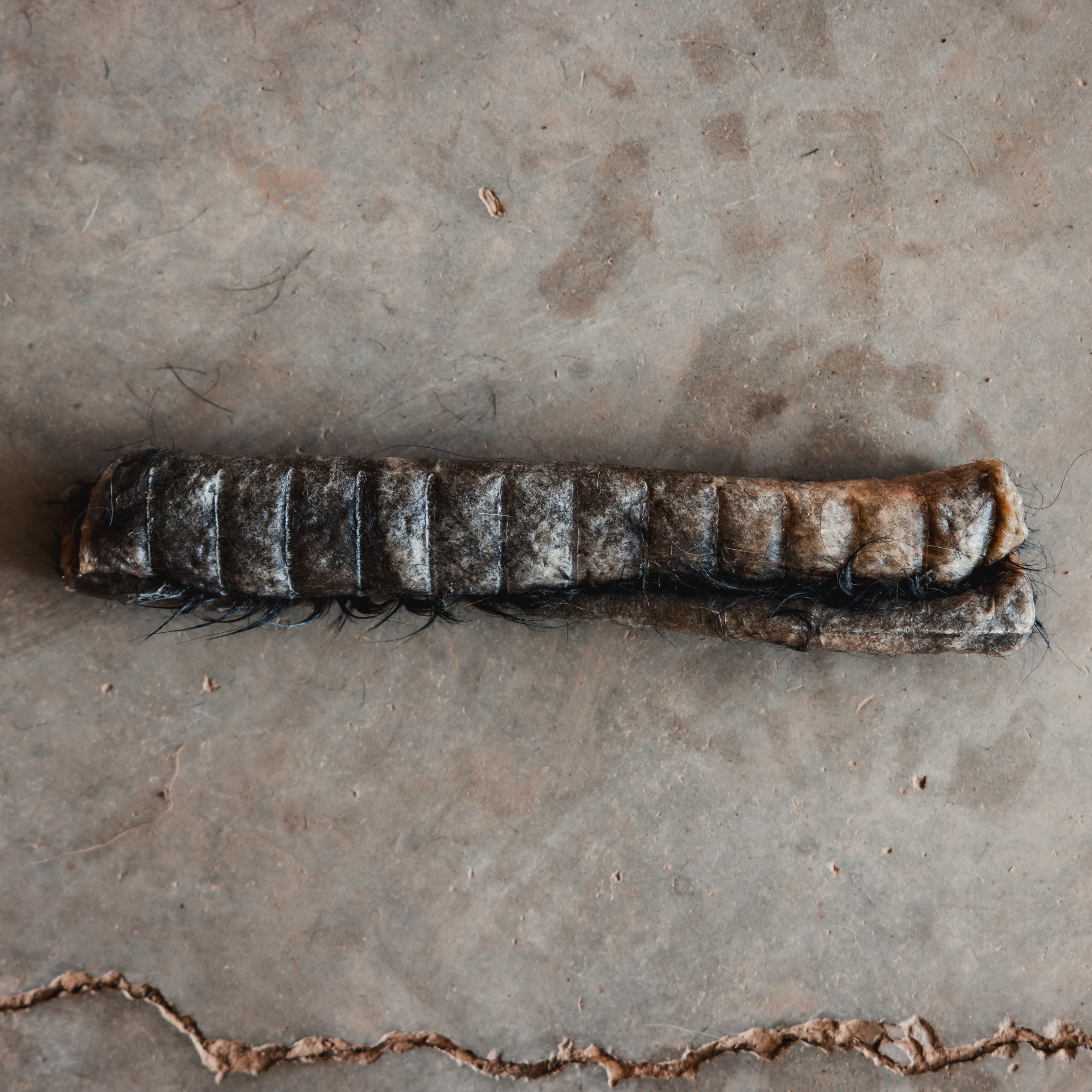 Free Gift (3 THIN Ugly Chews)