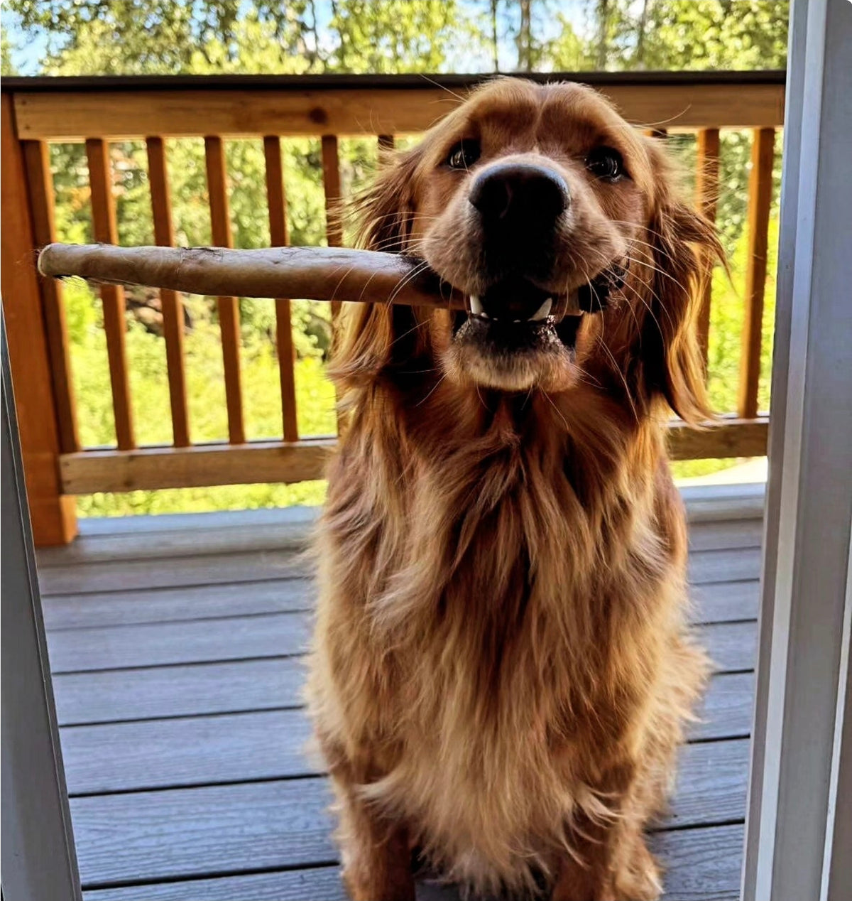 Golden retriever holding a beef hide chew on a deck
